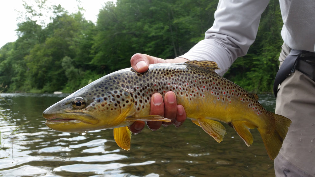 Updated Fishing Conditions 09/12/16