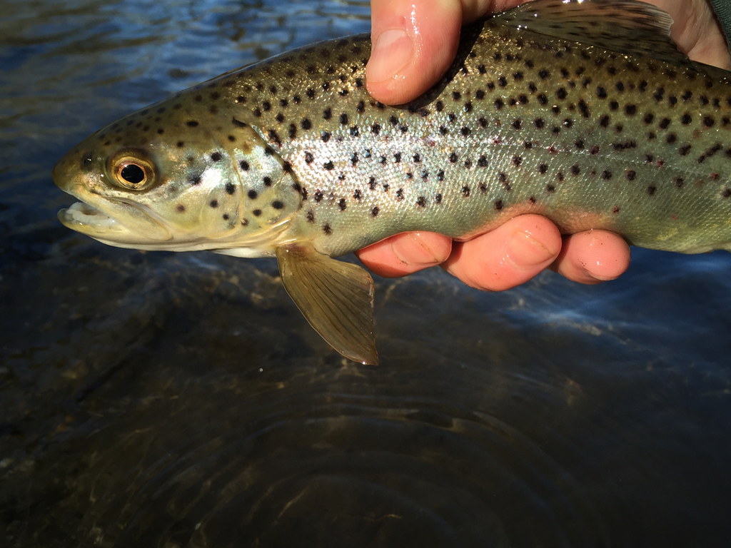 East Branch of the Croton - 3/13/2016