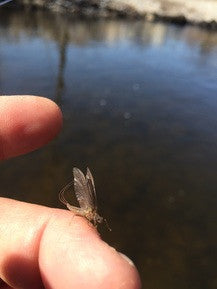 4/3/15 Opening Weekend