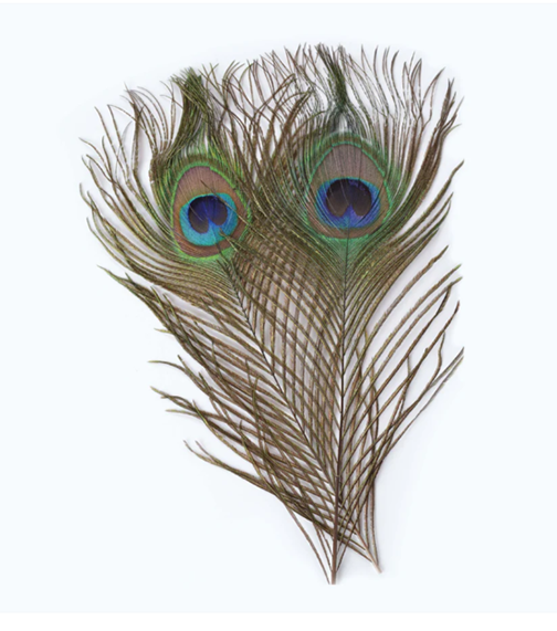 PEACOCK EYES