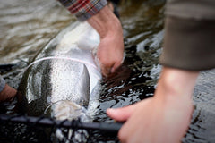 CORTLAND SALMON STEELHEAD