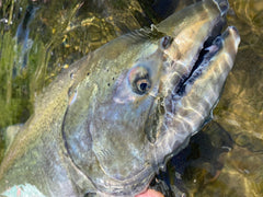 CORTLAND SALMON STEELHEAD