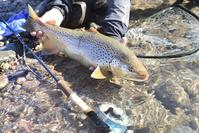 THOMAS & THOMAS EXOCETT SS