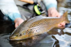 CORTLAND TROUT BOSS FLY LINE