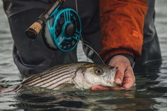 CHEEKY LAUNCH 400 FLY REEL