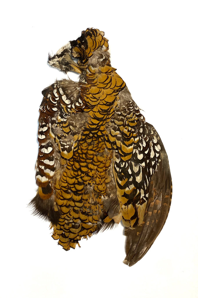 REEVES PHEASANT