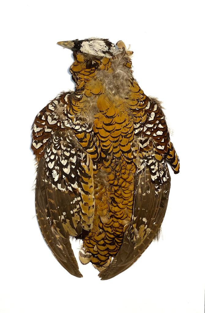 REEVES PHEASANT