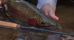 CORTLAND NYMPH SERIES FLY RODS