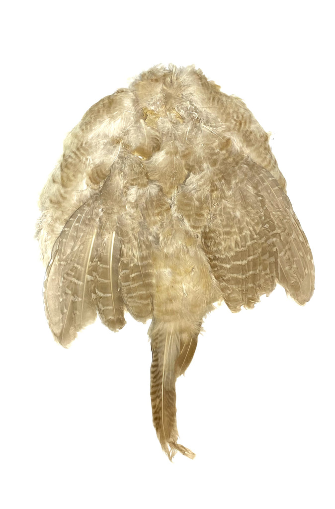 RINGNECK PHEASANT HEN SKIN BLEACHED